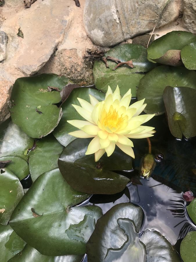 De Daisy Villa Homestay Da Lat Dış mekan fotoğraf