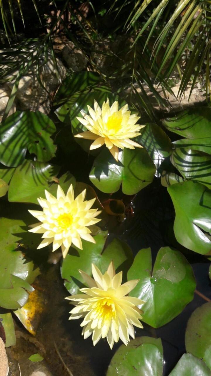 De Daisy Villa Homestay Da Lat Dış mekan fotoğraf