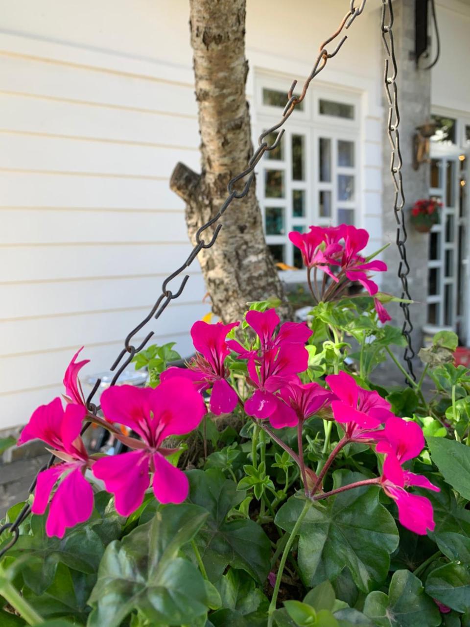 De Daisy Villa Homestay Da Lat Dış mekan fotoğraf